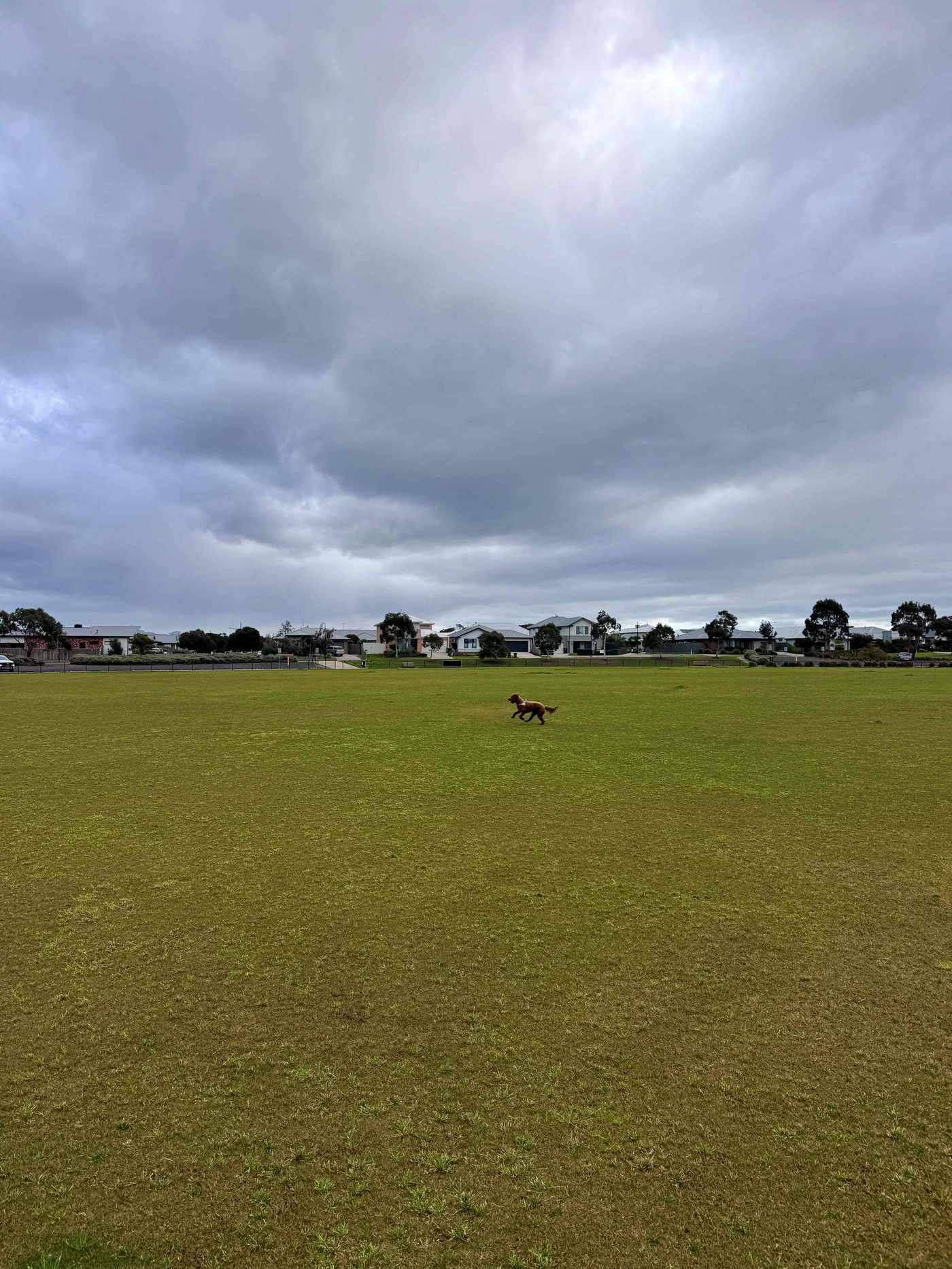 Dog running on the oval at Devlins Road Recreation Reserve