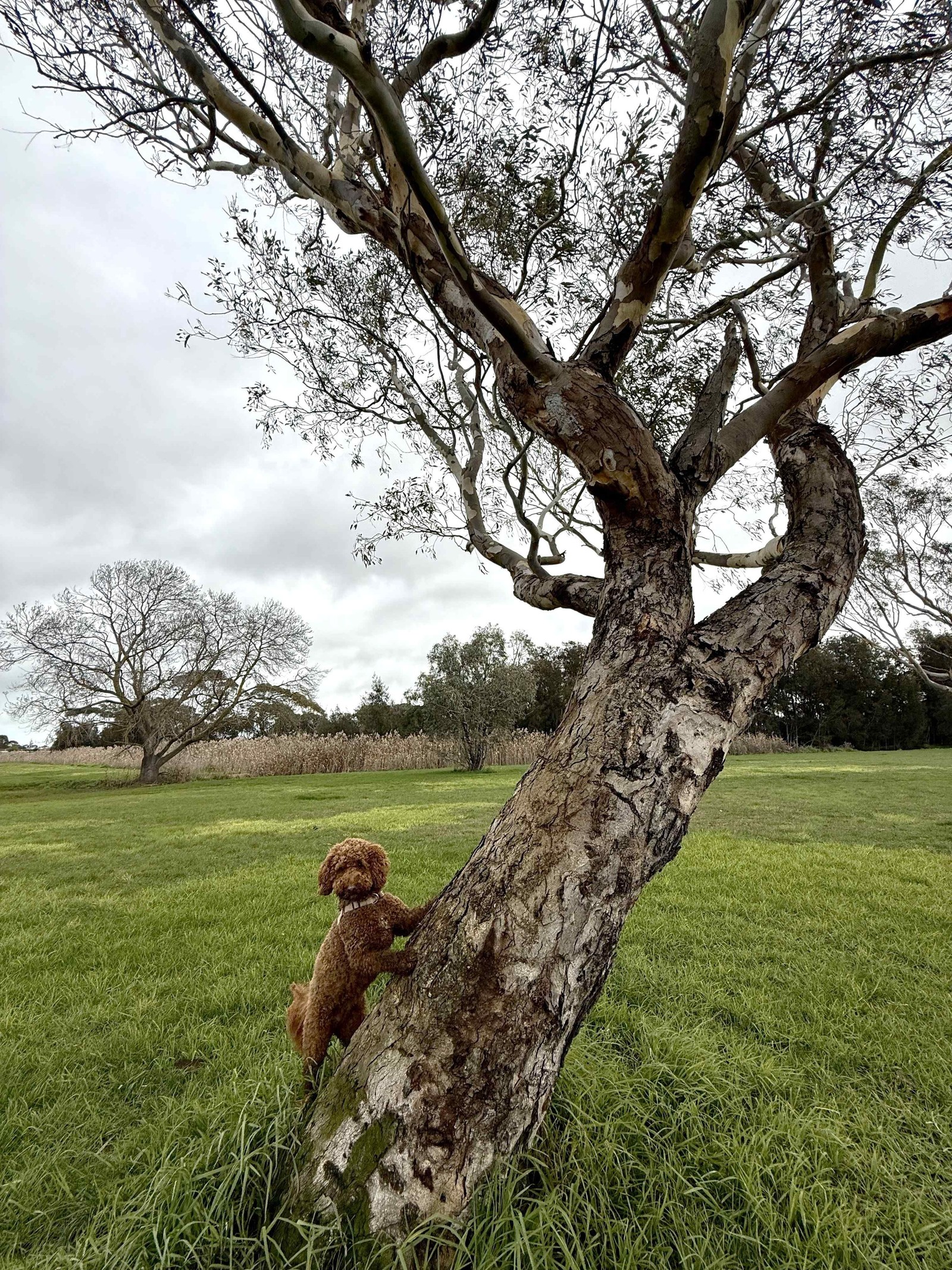 Dog exploring a tree at the off-lead park, Woolscour Lane, Marshall