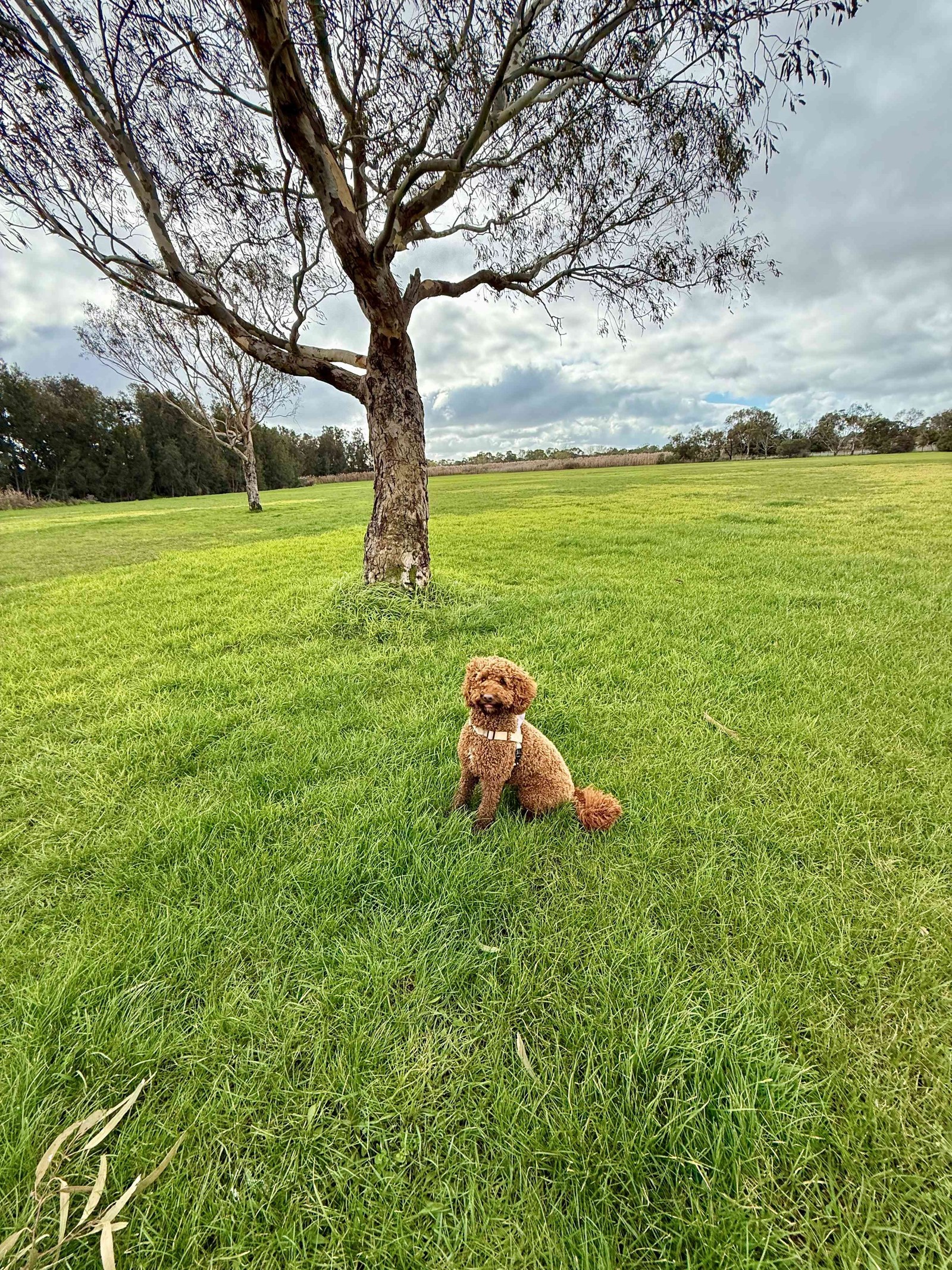 Dog sitting under a tree at the off-lead park, Woolscour Lane, Marshall